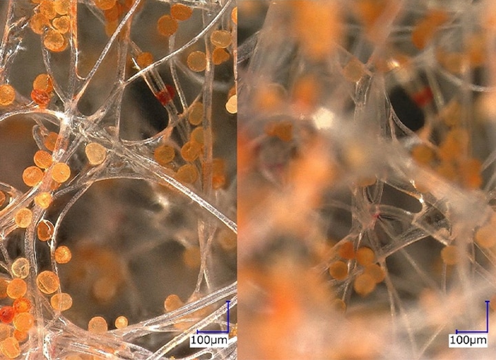 Gyűrűs megvilágítás (200×) Bal oldali kép: mélységkompozíció/Jobb oldali kép: normál vizsgálat